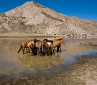 Terkhiin Tsagaan Lake